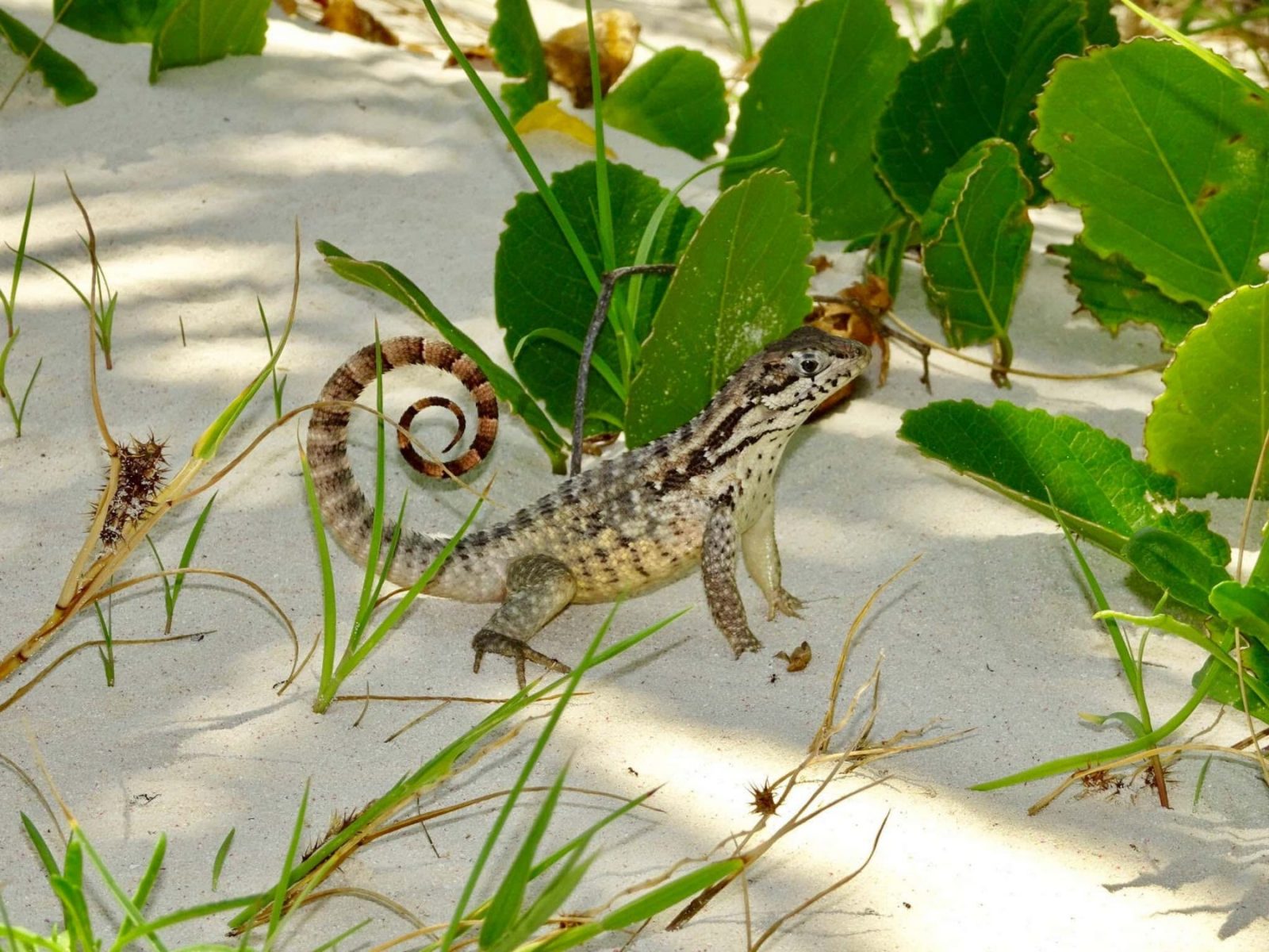 Curly Tailed Lizard in the Exuma Cays, Bahamas - We Love to Explore