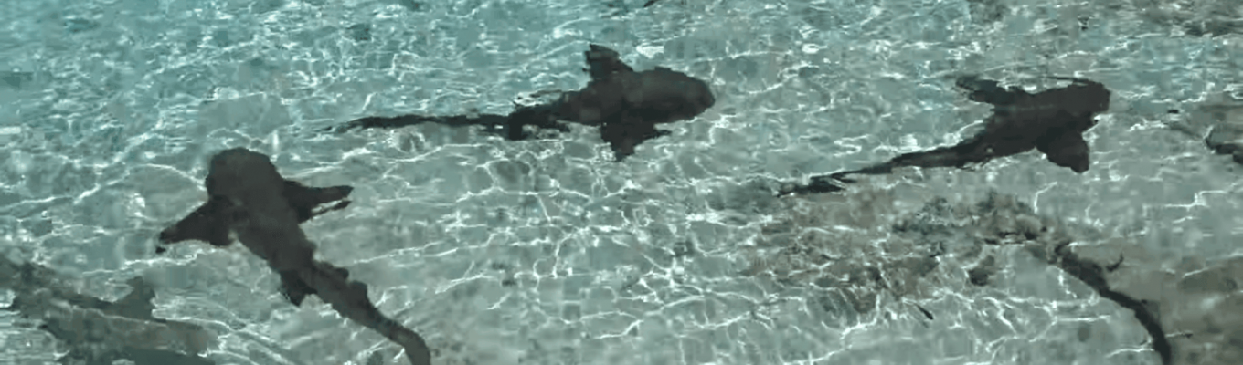 Nurse Sharks and Lemon Sharks in the Exuma Cays