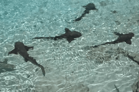 Nurse Sharks and Lemon Sharks in the Exuma Cays