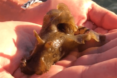 Spotted Sea Hare