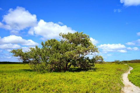 Hiking & Camping on the Coastal Prairie Trail in Everglades National Park