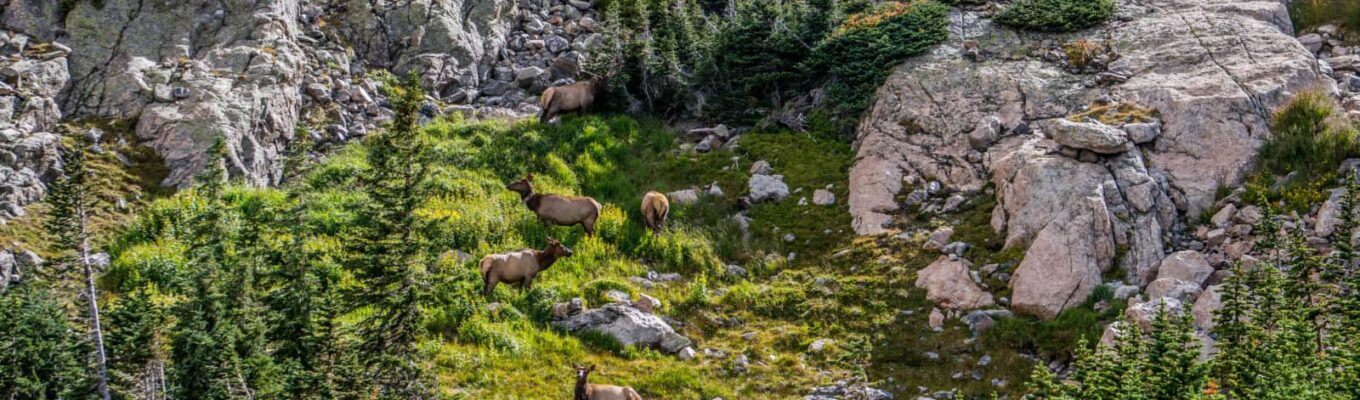 Secret Rocky Mountain Elk Oasis in Rocky Mountain National Park