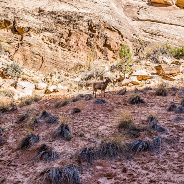 Bighorn Sheep in Capitol Reef National Park