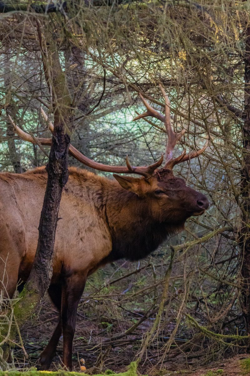 Roosevelt Elk Rubbing a Tree During Mating Season in Redwoods National Park